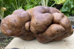 Possibly worlds largest potato to receive DNA test in bid for Guinness record